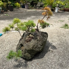 盆栽　松の画像