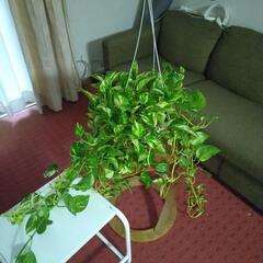観葉植物吊り鉢ポトス（大）の画像