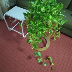 観葉植物吊り鉢ポトス（大）の画像