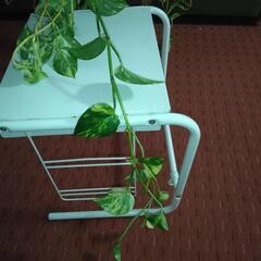 観葉植物吊り鉢ポトス（大）の画像