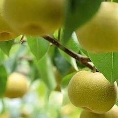 🍐 和梨の収穫補助と出荷作業補助の農業バイト募集【日雇い、1日3時間～応募可能】の画像