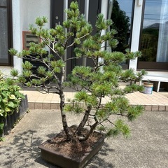 盆栽　松
の画像
