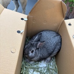 うさぎ渡します