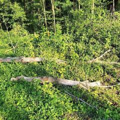 倒木  薪  キャンプ  焚火の画像