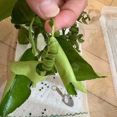 自由研究に！アゲハの幼虫2匹の画像