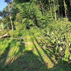 倒木  薪  キャンプ  焚火の画像