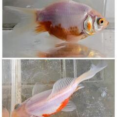 MIX 金魚の画像