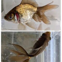MIX 金魚の画像