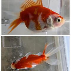 MIX 金魚の画像