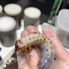 ヘラクレスオオカブト 幼虫ペアの画像