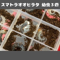 スマトラオオヒラタ 幼虫3匹 F3の画像