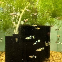 🐠国産グッピー ドイツイエロータキシード 1ペア350円 5ペア以上で1ペア250円 熱帯魚 国産 グッピー No.4の画像