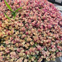 多肉植物セダム　桜色カリシア50カットの画像