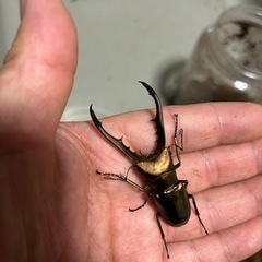 カブクワ販売成虫の部
の画像