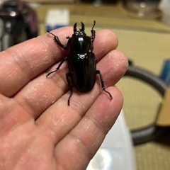 カブクワ販売成虫の部
の画像