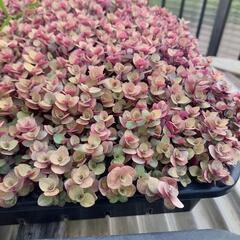 多肉植物セダム　桜色カリシア50カットの画像
