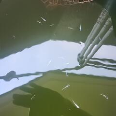 メダカ　サンセット極龍幼魚10匹の画像