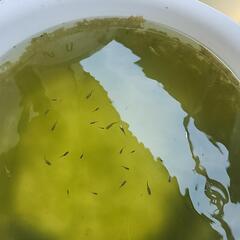 鳳凰改メダカ幼魚10匹の画像