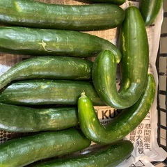 新鮮きゅうり　太め　たくさんです。の画像