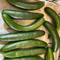 新鮮きゅうり　太め　たくさんです。の画像