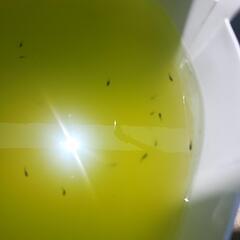 オロチダルマメダカの幼魚ショートタイプ8匹の画像