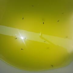 オロチダルマメダカの幼魚ショートタイプ8匹の画像