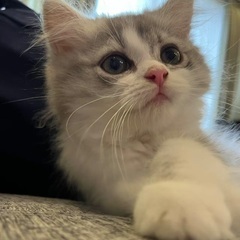 5月27日生まれた男の子猫です