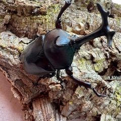 三重県産カブトムシ♂3♀1、オマケあり。の画像