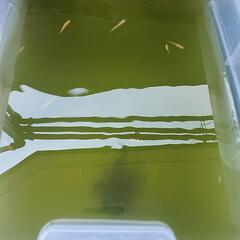 メダカ　王彗華稚魚～若魚５匹の画像