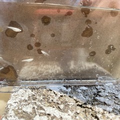 白メダカ　若魚　5匹の画像