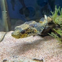 熱帯魚 インドシナレオパードパファーの画像