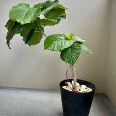【現品】①ウンベラータ｜おしゃれな観葉植物の画像