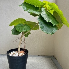 【現品】①ウンベラータ｜おしゃれな観葉植物の画像