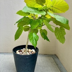 【現品】 ②ウンベラータ｜おしゃれな観葉植物の画像