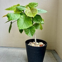 【現品】 ②ウンベラータ｜おしゃれな観葉植物の画像