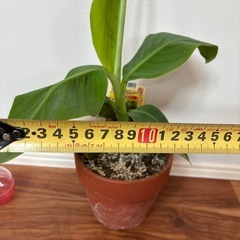 沖縄フルーツ！3尺バナナの画像