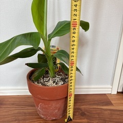沖縄フルーツ！3尺バナナの画像