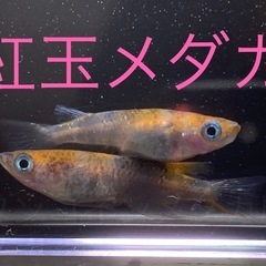飼育終了品種　最終個体　紅玉メダカ　めだか　稚魚〜幼魚　１０匹５００円 の画像