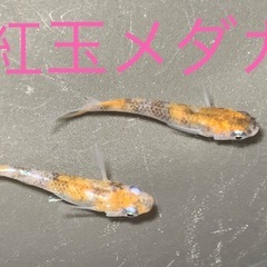 飼育終了品種　最終個体　紅玉メダカ　めだか　稚魚〜幼魚　１０匹５００円 の画像