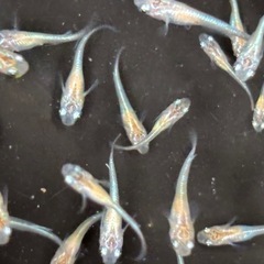 飼育終了品種　最終個体　紅玉メダカ　めだか　稚魚〜幼魚　１０匹５００円 の画像