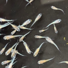 飼育終了品種　最終個体　紅玉メダカ　めだか　稚魚〜幼魚　１０匹５００円 の画像
