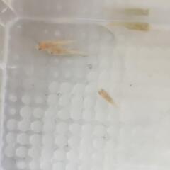 メダカ　明けの明星若魚5匹の画像