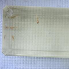 メダカ　明けの明星若魚5匹の画像