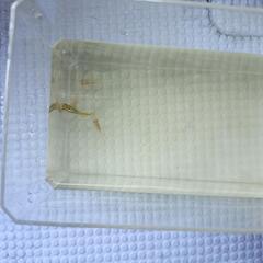 メダカ　明けの明星若魚5匹の画像