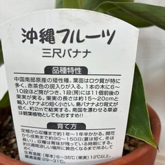 沖縄フルーツ！3尺バナナの画像