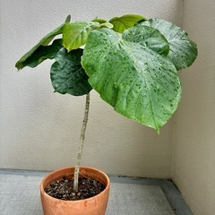 【現品】③ウンベラータ｜おしゃれな観葉植物の画像