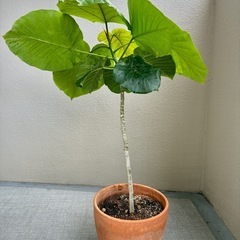 【現品】③ウンベラータ｜おしゃれな観葉植物の画像