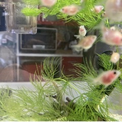 10匹　ピンポンパール　稚魚　1.5センチ前後　金魚の画像