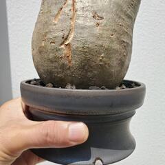 パキポディウム グラキリス 現地株 /コーデックス パキプスの画像