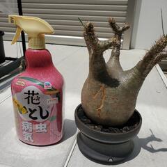 パキポディウム グラキリス 現地株 /コーデックス パキプスの画像